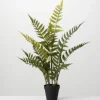 Trees & Topiaries-Kirkland's Home Feathered Fern In Black Nursery Planter Green/Black