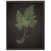 Framed Art-Kirkland's Home Fern Bookplate Vii Framed Art Print Black/Green