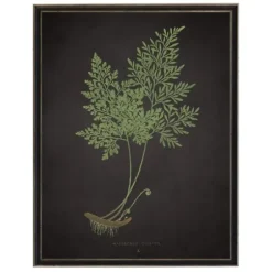Framed Art-Kirkland's Home Fern Bookplate Vii Framed Art Print Black/Green