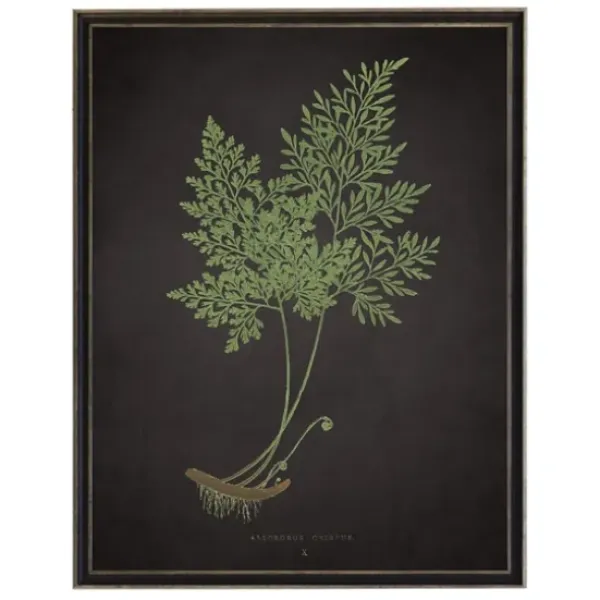 Framed Art-Kirkland's Home Fern Bookplate Vii Framed Art Print Black/Green