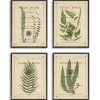 Framed Art-Kirkland's Home Fern Illustrations Framed Art Prints, Set Of 4 Green/Brown