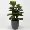 Trees & Topiaries-Kirkland's Home Fiddle Leaf Fig In Modern Gray Planter