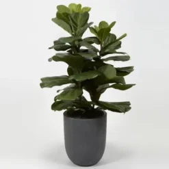 Trees & Topiaries-Kirkland's Home Fiddle Leaf Fig In Modern Gray Planter