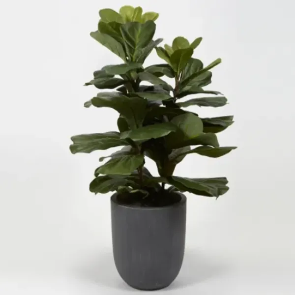 Trees & Topiaries-Kirkland's Home Fiddle Leaf Fig In Modern Gray Planter