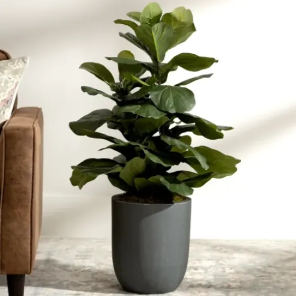 Trees & Topiaries-Kirkland's Home Fiddle Leaf Fig In Modern Gray Planter