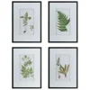 Framed Art-Kirkland's Home Framed Fern Art Prints, Set Of 4 White/Green