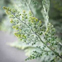 Stems & Bouquets-Kirkland's Home Frosted Draped Fern Stem Green