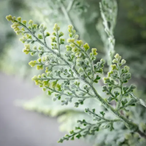 Stems & Bouquets-Kirkland's Home Frosted Draped Fern Stem Green