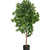 Trees & Topiaries-Kirkland's Home Glossy Leaf Ficus Tree In Black Nursery Planter