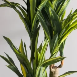 Trees & Topiaries-Kirkland's Home Green Dracaena Tree In Black Planter