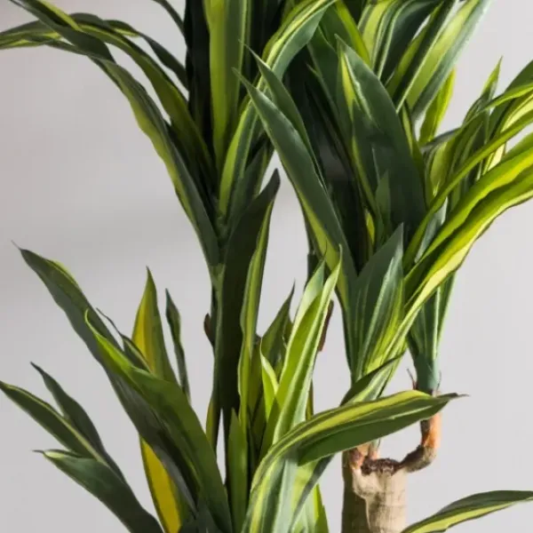 Trees & Topiaries-Kirkland's Home Green Dracaena Tree In Black Planter