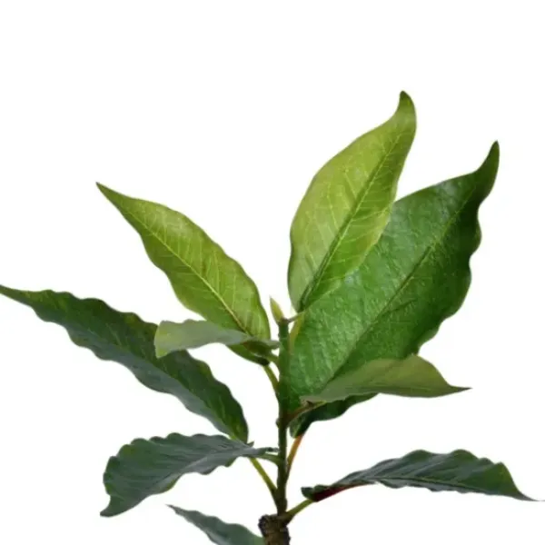 Trees & Topiaries-Kirkland's Home Green Nandina Tree In Black Planter