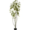 Trees & Topiaries-Kirkland's Home Green Potted Cotinus Coggygria Tree, 6 Ft.
