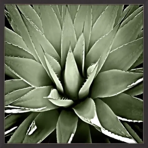 Framed Art-Kirkland's Home Green Succulent Iii Framed Canvas Art Green/White/Black