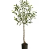 Trees & Topiaries-Kirkland's Home Italian Olive Tree In Black Nursery Planter, 4 Ft.