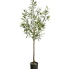Trees & Topiaries-Kirkland's Home Italian Olive Tree In Black Nursery Planter, 5 Ft.