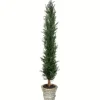 Trees & Topiaries-Kirkland's Home Large Cedar Tree In Mossy White Planter, 60 In.