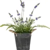 Arrangements & Greenery-Kirkland's Home Lavender And Fern Arrangement In Iron Pot, 18 In. Green/Purple