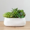 Arrangements & Greenery-Kirkland's Home Mixed Succulent Arrangement In White Ceramic Bowl Green