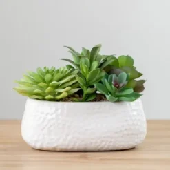 Arrangements & Greenery-Kirkland's Home Mixed Succulent Arrangement In White Ceramic Bowl Green