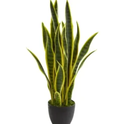 Arrangements & Greenery-Kirkland's Home Modern Potted Laurentii Snake Plant Green/Black