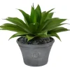 Arrangements & Greenery-Kirkland's Home Mojave Agave Succulent In Gray Planter Green/Brown