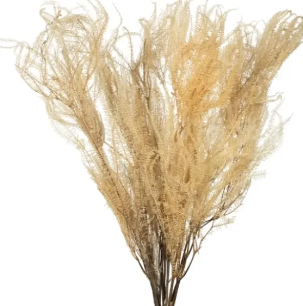 Stems & Bouquets-Kirkland's Home Natural Bleached Andares Fern Stems, Set Of 9 Ivory