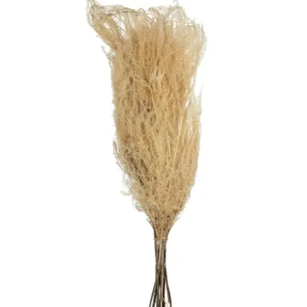 Stems & Bouquets-Kirkland's Home Natural Bleached Andares Fern Stems, Set Of 9 Ivory
