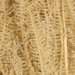 Stems & Bouquets-Kirkland's Home Natural Bleached Andares Fern Stems, Set Of 9 Ivory