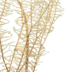 Stems & Bouquets-Kirkland's Home Natural Bleached Andares Fern Stems, Set Of 9 Ivory