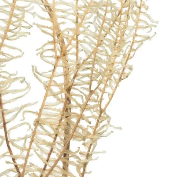 Stems & Bouquets-Kirkland's Home Natural Bleached Andares Fern Stems, Set Of 9 Ivory