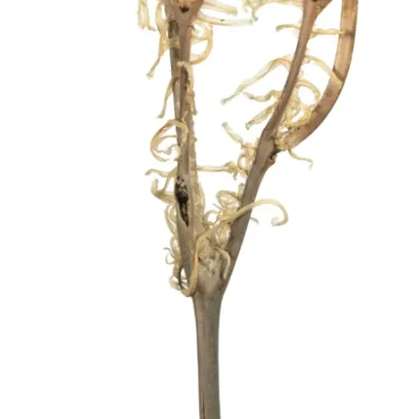 Stems & Bouquets-Kirkland's Home Natural Bleached Andares Fern Stems, Set Of 9 Ivory