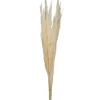 Stems & Bouquets-Kirkland's Home Natural Bleached Pampas Grass Stems, Set Of 6 Ivory