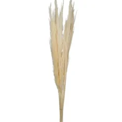 Stems & Bouquets-Kirkland's Home Natural Bleached Pampas Grass Stems, Set Of 6 Ivory