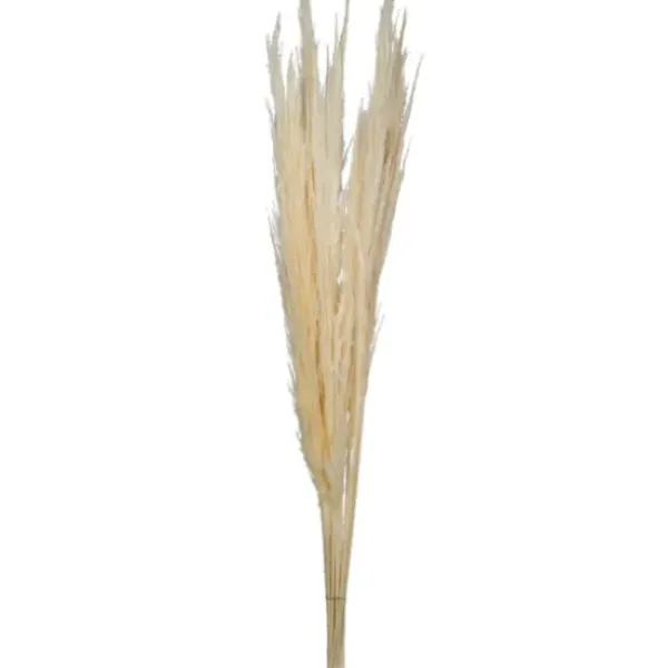 Stems & Bouquets-Kirkland's Home Natural Bleached Pampas Grass Stems, Set Of 6 Ivory