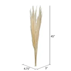 Stems & Bouquets-Kirkland's Home Natural Bleached Pampas Grass Stems, Set Of 6 Ivory