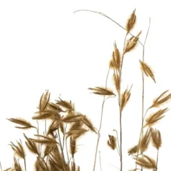 Stems & Bouquets-Kirkland's Home Natural Dried Princess Grass Bundles, Set Of 3 Tan