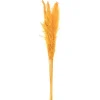 Stems & Bouquets-Kirkland's Home Natural En Pampas Grass Stems, Set Of 6 Gold