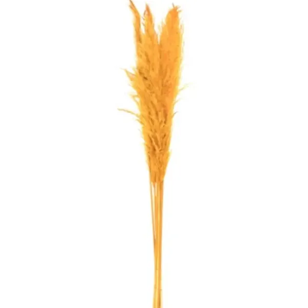 Stems & Bouquets-Kirkland's Home Natural En Pampas Grass Stems, Set Of 6 Gold