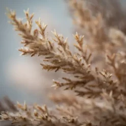 Stems & Bouquets-Kirkland's Home Neutral Pampas Grass Bundles, Set Of 2 Tan/Brown