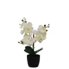 Arrangements & Greenery-Kirkland's Home Orchid Arrangement In Black Decorative Pot White/Black