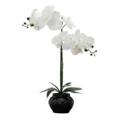 Arrangements & Greenery-Kirkland's Home Orchid Arrangement In Floral Planter Black
