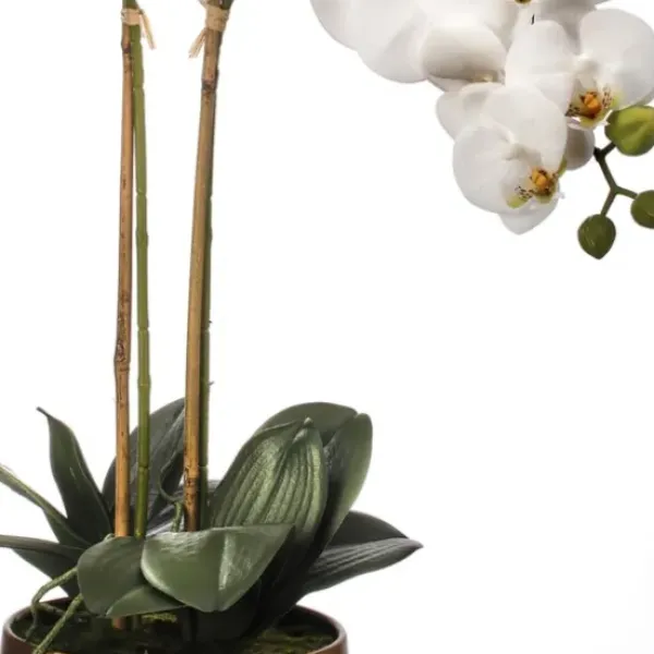 Arrangements & Greenery-Kirkland's Home Orchid Arrangement In Gold Pot, 22 In. White