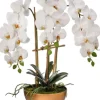 Arrangements & Greenery-Kirkland's Home Orchid Arrangement In Gold Pot, 25 In. White