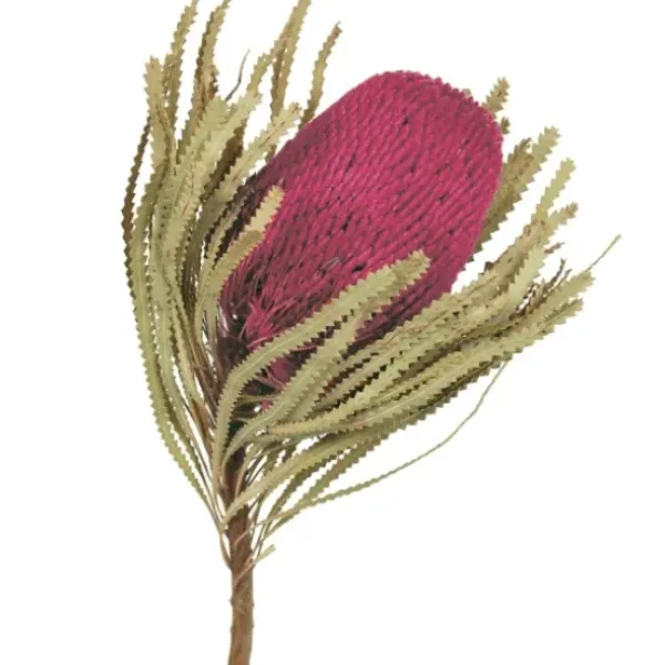 Stems & Bouquets-Kirkland's Home Orchid Dried Jumbo Banksia Stems, Set Of 3 Purple