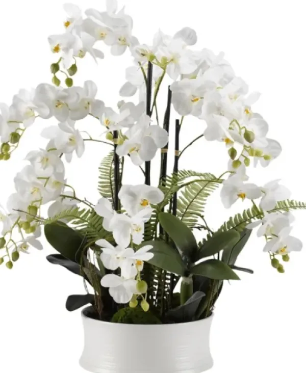 Arrangements & Greenery-Kirkland's Home Orchids In Round Ceramic Dish White