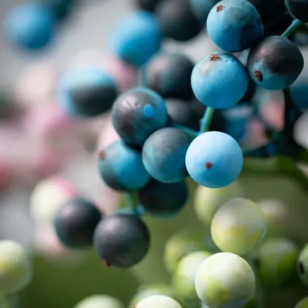 Stems & Bouquets-Kirkland's Home Pastel Berry Cluster Stems, Set Of 3 Blue/Pink/Green