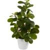 Arrangements & Greenery-Kirkland's Home Peperomia Arrangement In White Planter Green/White
