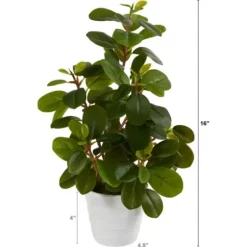 Arrangements & Greenery-Kirkland's Home Peperomia Arrangement In White Planter Green/White