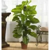 Trees & Topiaries-Kirkland's Home Philodendron In Terra Cotta Planter, 4 Ft.